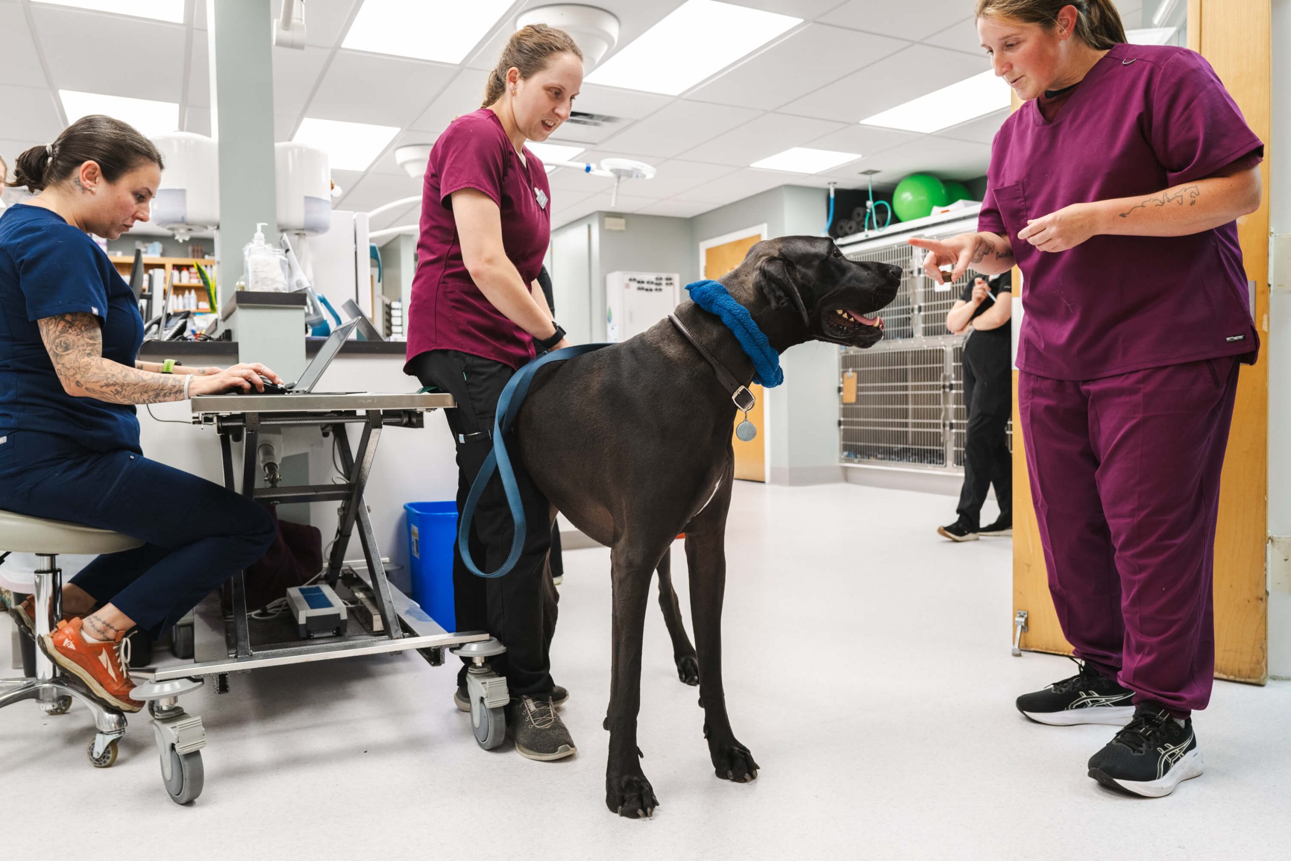 service-04 2025-ndvh-selects-kariherer-031